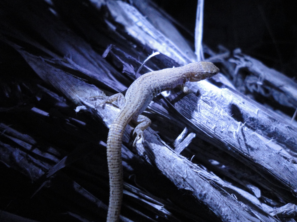 Durango Night Lizard