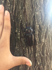 Mallodon chevrolatii