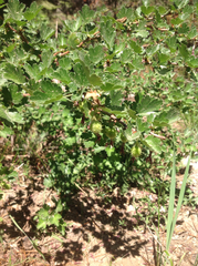 Ribes roezlii roezlii