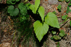 Phyteuma ovatum pseudospicatum