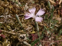 Dianthus gallicus