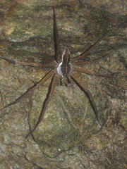 Dolomedes mizhoanus