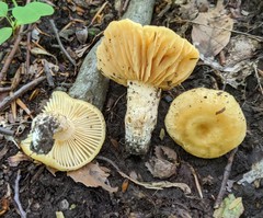 Russula earlei