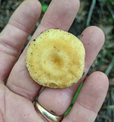 Russula earlei