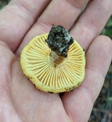 Russula earlei