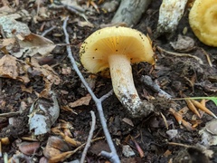 Russula earlei