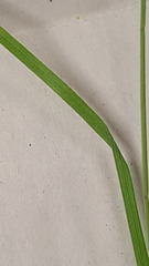 Carex castanea