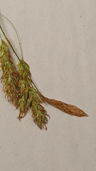 Carex castanea