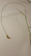 Carex castanea