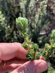 Cliffortia polygonifolia