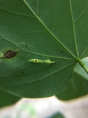 Leucochrysa insularis