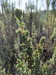 Cliffortia polygonifolia