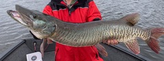 Muskellunge photo 4