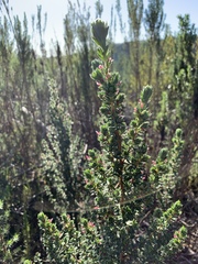 Cliffortia polygonifolia