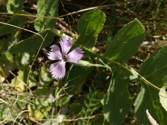 Dianthus gallicus