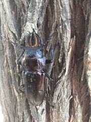 Mallodon chevrolatii