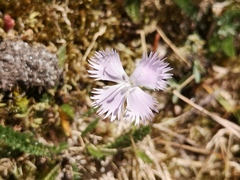 Dianthus gallicus