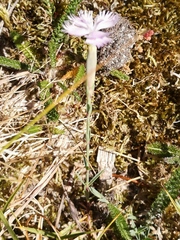 Dianthus gallicus