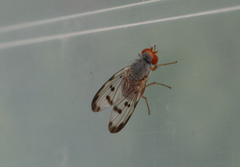 Palloptera umbellatarum