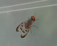 Palloptera umbellatarum