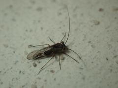 Mesopsocus immunis
