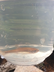 Phoxinus septimaniae