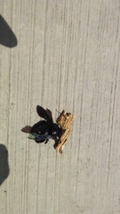 Xylocopa mexicanorum