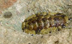 Chiton tuberculatus