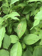 Parallelodiplosis subtruncata