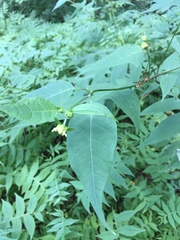 Polymnia laevigata