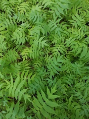 Polymnia laevigata