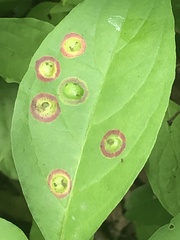 Parallelodiplosis subtruncata