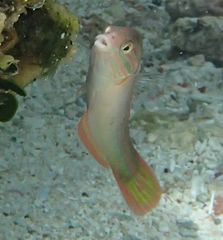 Halichoeres maculipinna