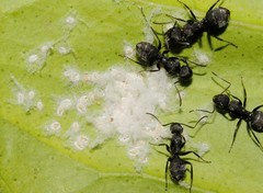 Aleurothrixus floccosus