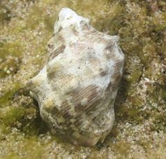 Rapaninae