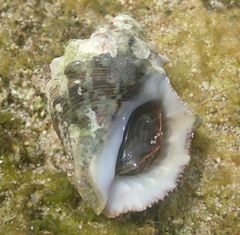 Rapaninae
