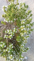 Thymus carnosus