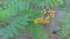 Sorbus aucuparia