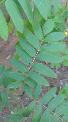 Sorbus aucuparia