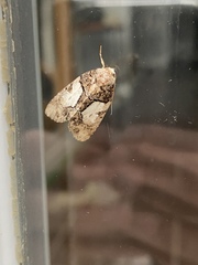 Chytonix