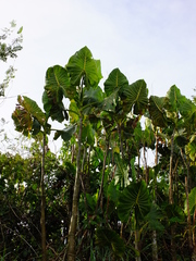 Montrichardia linifera