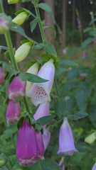 Digitalis purpurea
