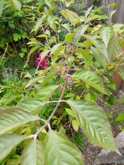Callicarpa bodinieri