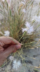 Dianthus broteri
