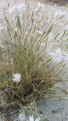 Dianthus broteri