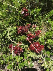 Exobasidium uvae-ursi