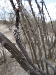 Echinocereus tamaulipensis