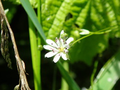 Microbotryum stellariae