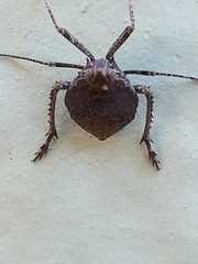 Orgeriinae