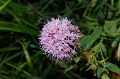 Traunsteinera globosa